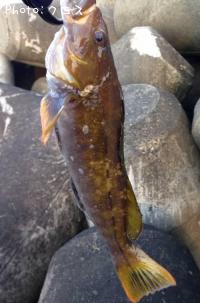 �����ʥ�