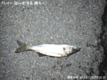 ¥»¥¤¥´