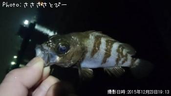 ��Х�������������Х�