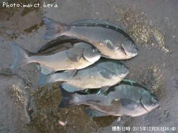 ¸ýÂÀ¥á¥¸¥Ê