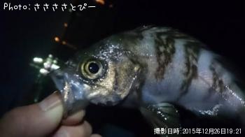 メバル&シーバス