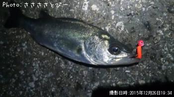 メバル&シーバス