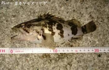 ¥¿¥±¥Î¥³¥á¥Ð¥ë