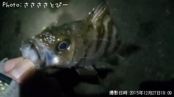 ��Х������