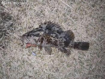 �����Υ���Х�