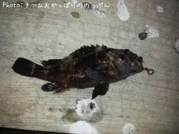 ��饽��