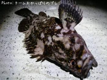 ¥ª¥¦¥´¥ó¥à¥é¥½¥¤