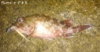 ¥«¥µ¥´£±£¸