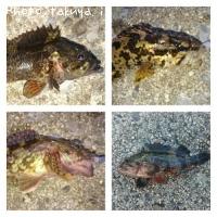 �����Υ�