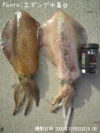 ¥¢¥ª¥ê¥¤¥«