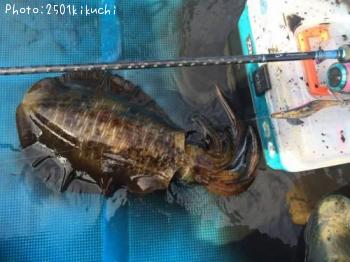 ¥¢¥ª¥ê¥¤¥«