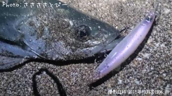 ¥µ¡¼¥Õ¥·¡¼¥Ð¥¹