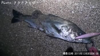 ¥µ¡¼¥Õ¥·¡¼¥Ð¥¹