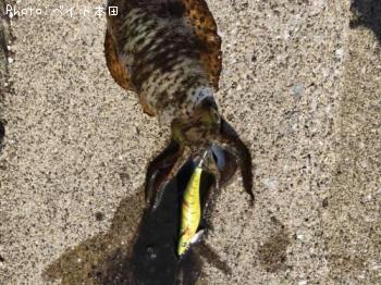 �����ꥤ��