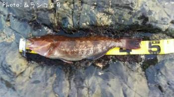 �����ʥ�