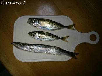 ���ޥ�����