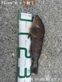 �����ʥ�