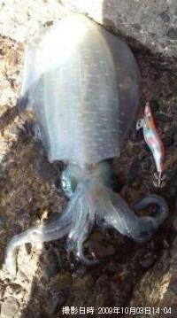 �����ꥤ��