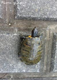 �����ߥߥ���ʥߥɥꥬ���