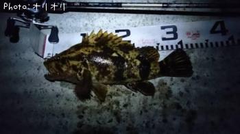 �٥å�������