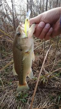 ¥Ö¥é¥Ã¥¯¥Ð¥¹