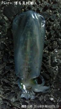 �����ꥤ��