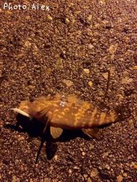 �����ϥ�