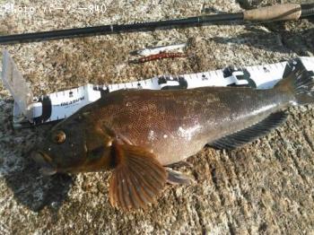 �����ʥ�