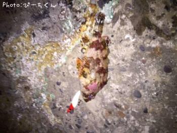 �������Х�