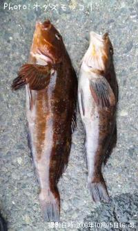 �����ʥ�