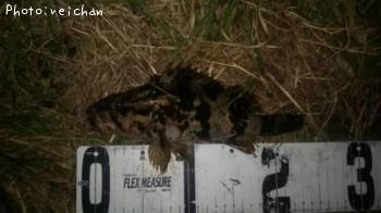 �����Υ���Х�