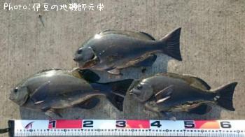 ¸ýÂÀ¥á¥¸¥Ê