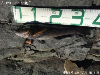 �����ʥ�