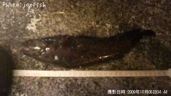 �������������ʥ�