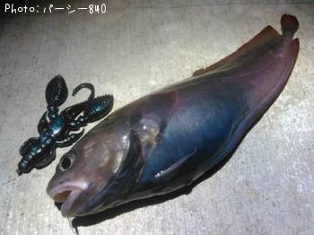 ¥¨¥¾¥¤¥½¥¢¥¤¥Ê¥á