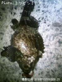 ¥¿¥±¥Î¥³¥á¥Ð¥ë