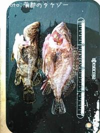 ¥«¥µ¥´¡¢¥¿¥±¥Î¥³