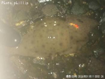 �ĥХ�������