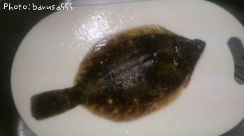 �ޥ����쥤