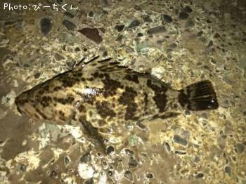 �����Υ���Х�