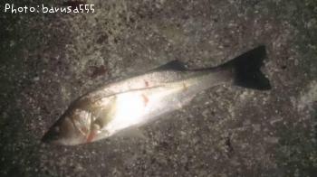 �եʥХ����Х�