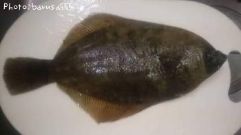 Á¥¶¶¥Þ¥³¥«¥ì¥¤