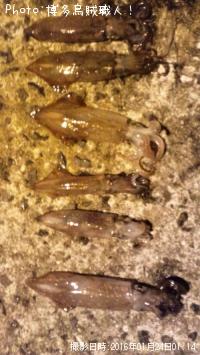 ¥±¥ó¥µ¥¥¤¥«