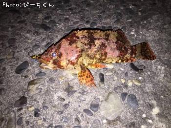 �������Х�