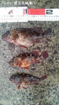 ¥¢¥é¥«¥Ö¡Ê¥«¥µ¥´¡Ë