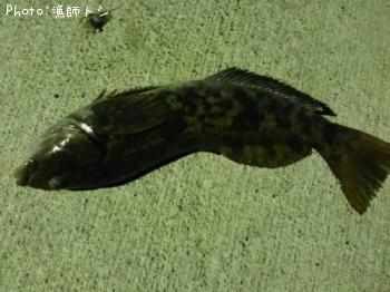 �����ʥ�