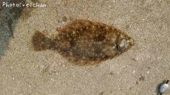 �ޥ����쥤