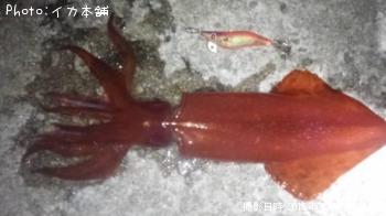 �֥ɥ�����