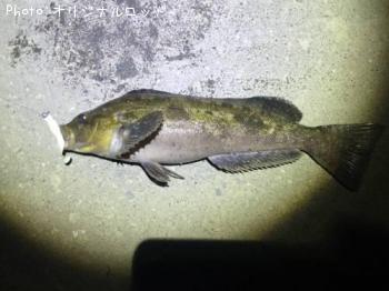 �����ʥ�