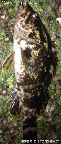 ¥¿¥±¥Î¥³¥á¥Ð¥ë